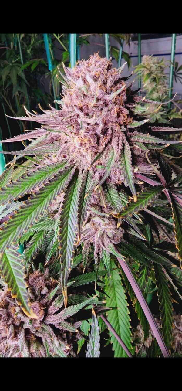 Mosca Seeds - Runtz De Frutas – Meaner Gardens