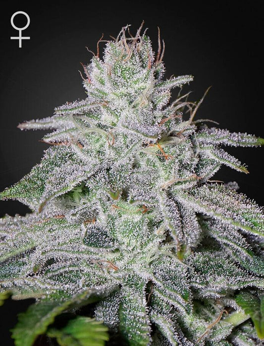Green house Seed Co. - Franco's lemon cheese