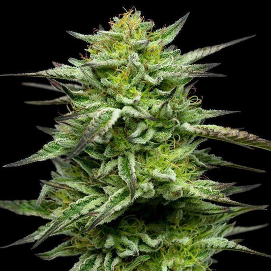 Humboldt -  Mountaintop Mint