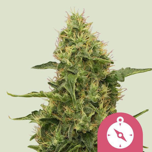 Royal Queen - Northern Lights