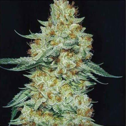 Ethos - Member Berry RBX1