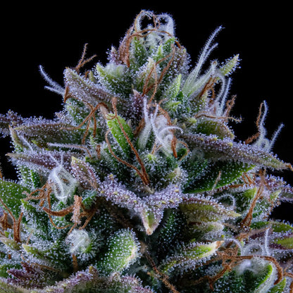Mephisto - 24 Carat