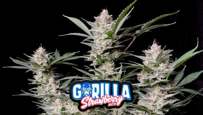 42 Fast Buds - Strawberry Gorilla