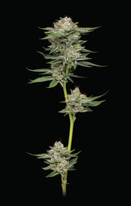 Humboldt - Durban Poison Auto
