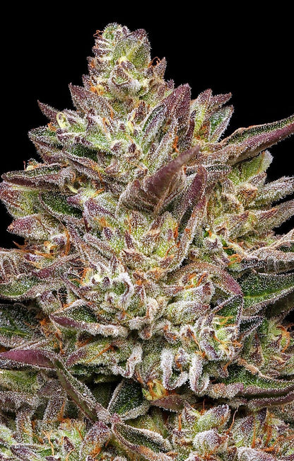 Humboldt -  Guzzlerz