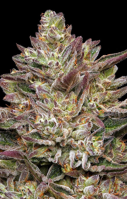 Humboldt -  Guzzlerz