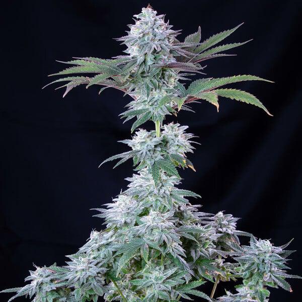 Royal Queen - Ice