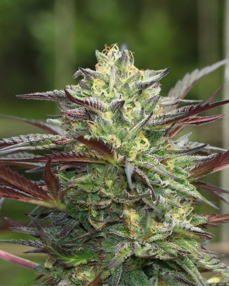 Humboldt - G.S. Cookies
