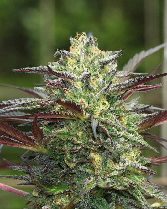 Humboldt - G.S. Cookies