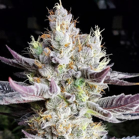Ethos - Booberry Cookies RBX