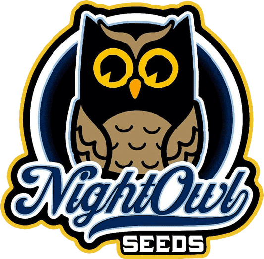 Night Owl - Strawberry Popsicle
