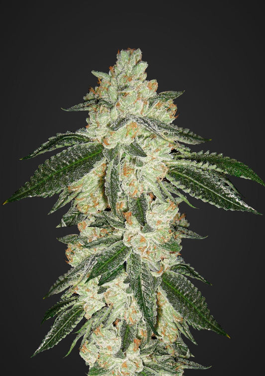42 Fast Buds - Green Crack