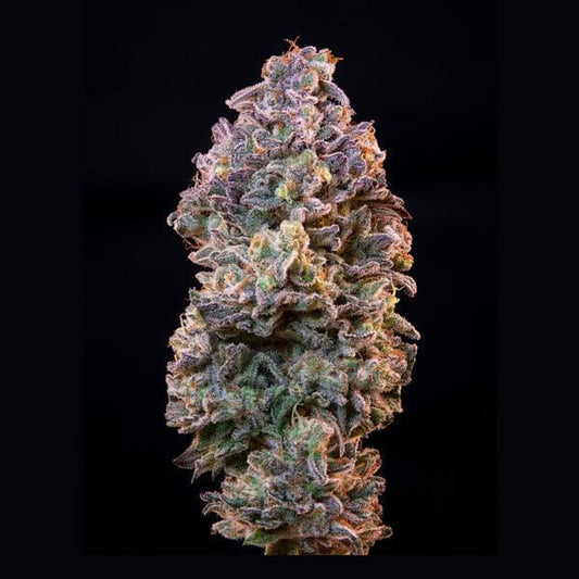 Royal Queen - Ice