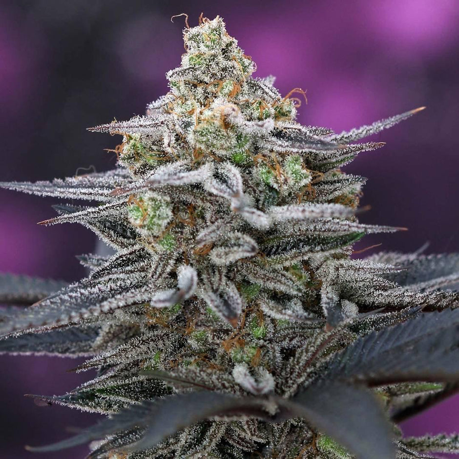 Brothers Grimm Seeds – Meaner Gardens