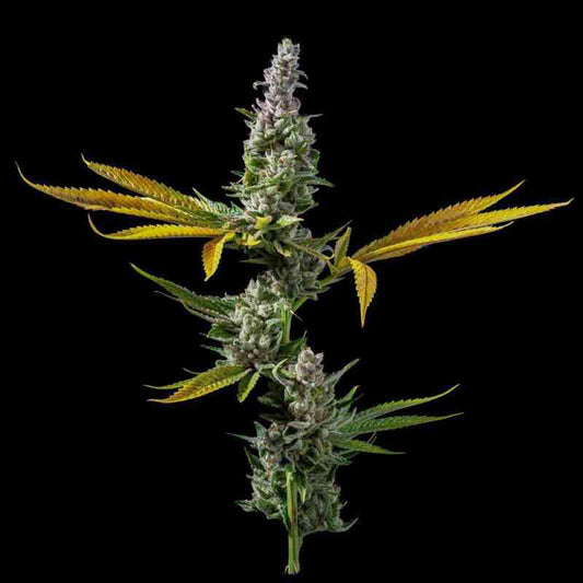 DNA Genetics - Strawberry Banana S1