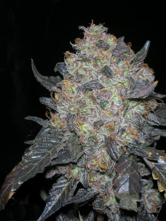 The Cali Connection -  Blackwater