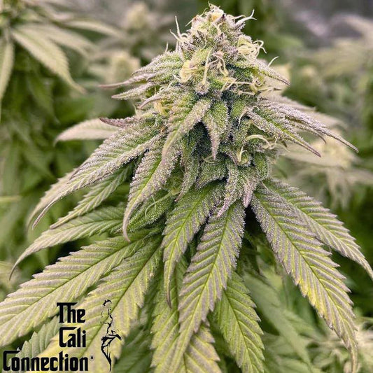 The Cali Connection -  Boss Hogg