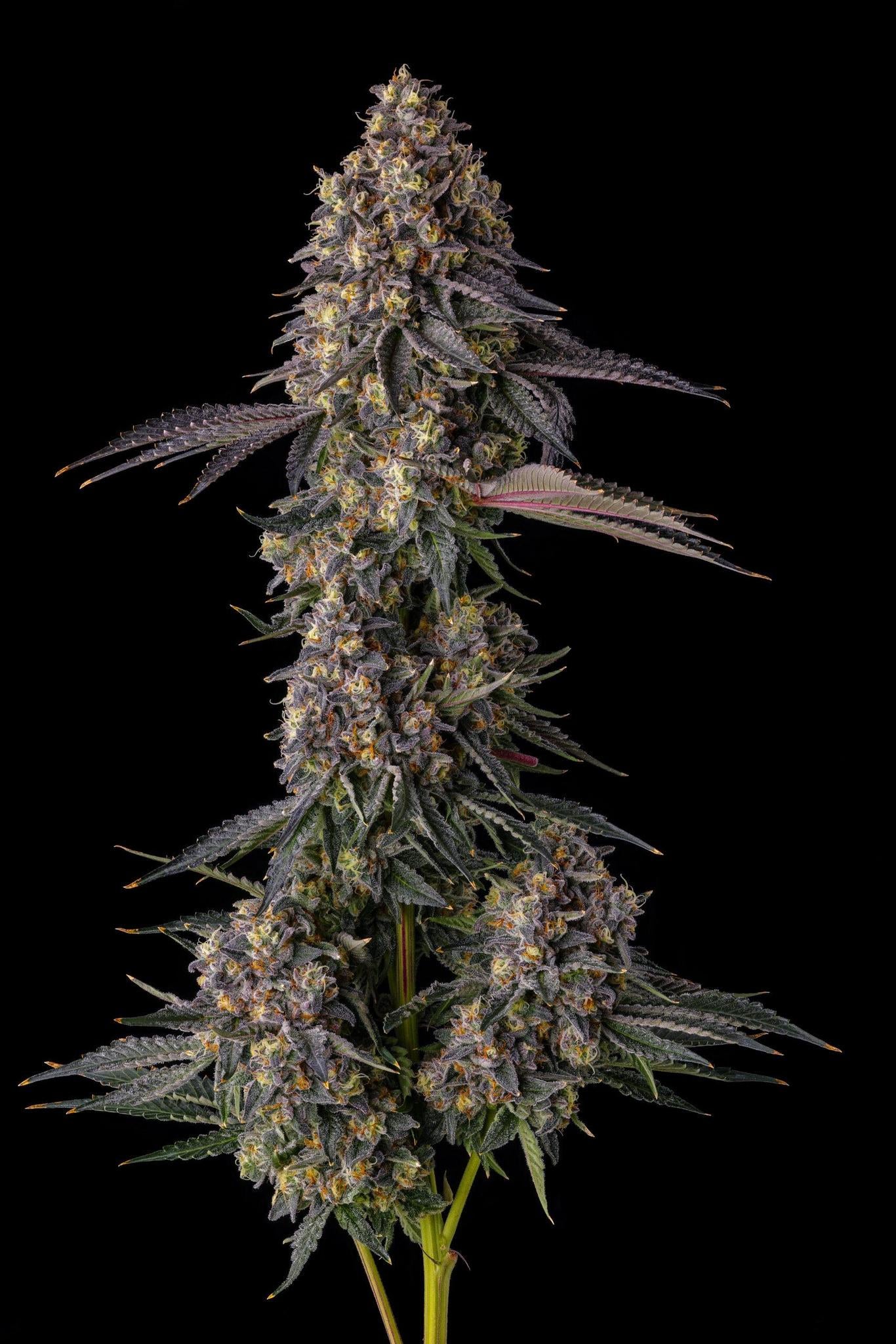 Compound Genetics - Kumamotoz