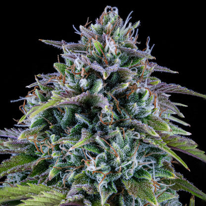 Mephisto - 24 Carat