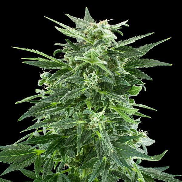 Royal Queen - Royal AK