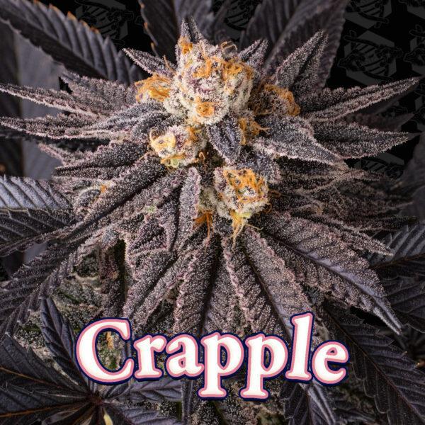 Dirty Bird - Crapple
