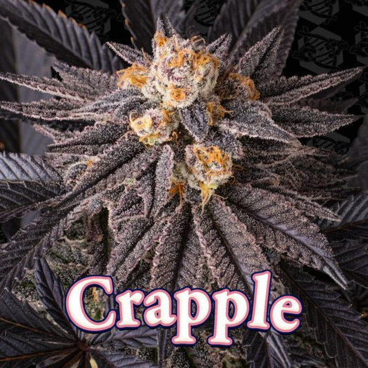 Dirty Bird - Crapple