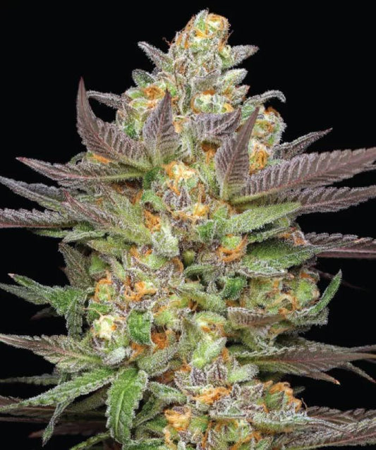 Humboldt - Mint Jelly Auto