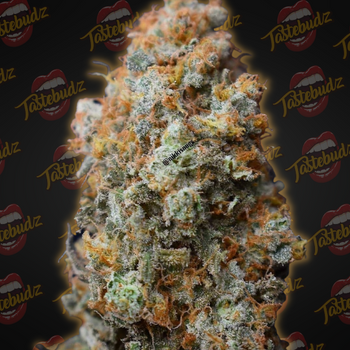 Tastebudz Genetics -  Back To The Future