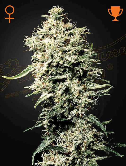 Green House Seed Co. - White Rhino