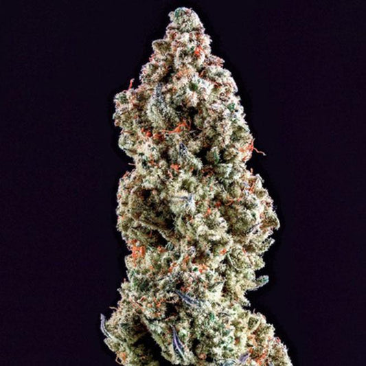 Ethos - MANDARIN COOKIES R3