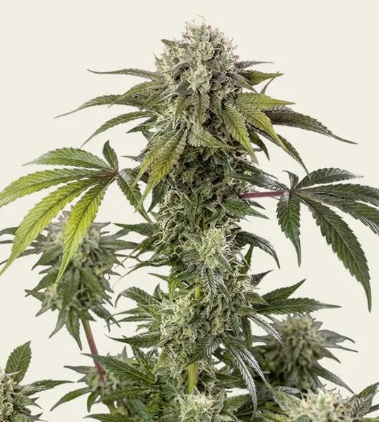 Barney's Farm - Durban Z