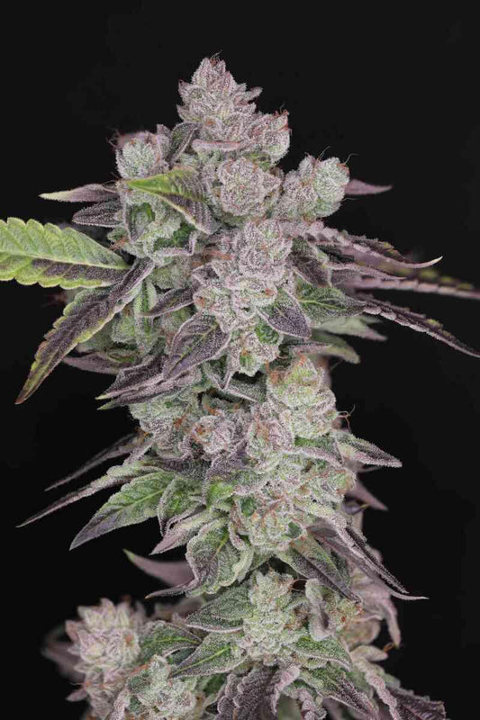 In House Genetics - Humboldt Afghani V2