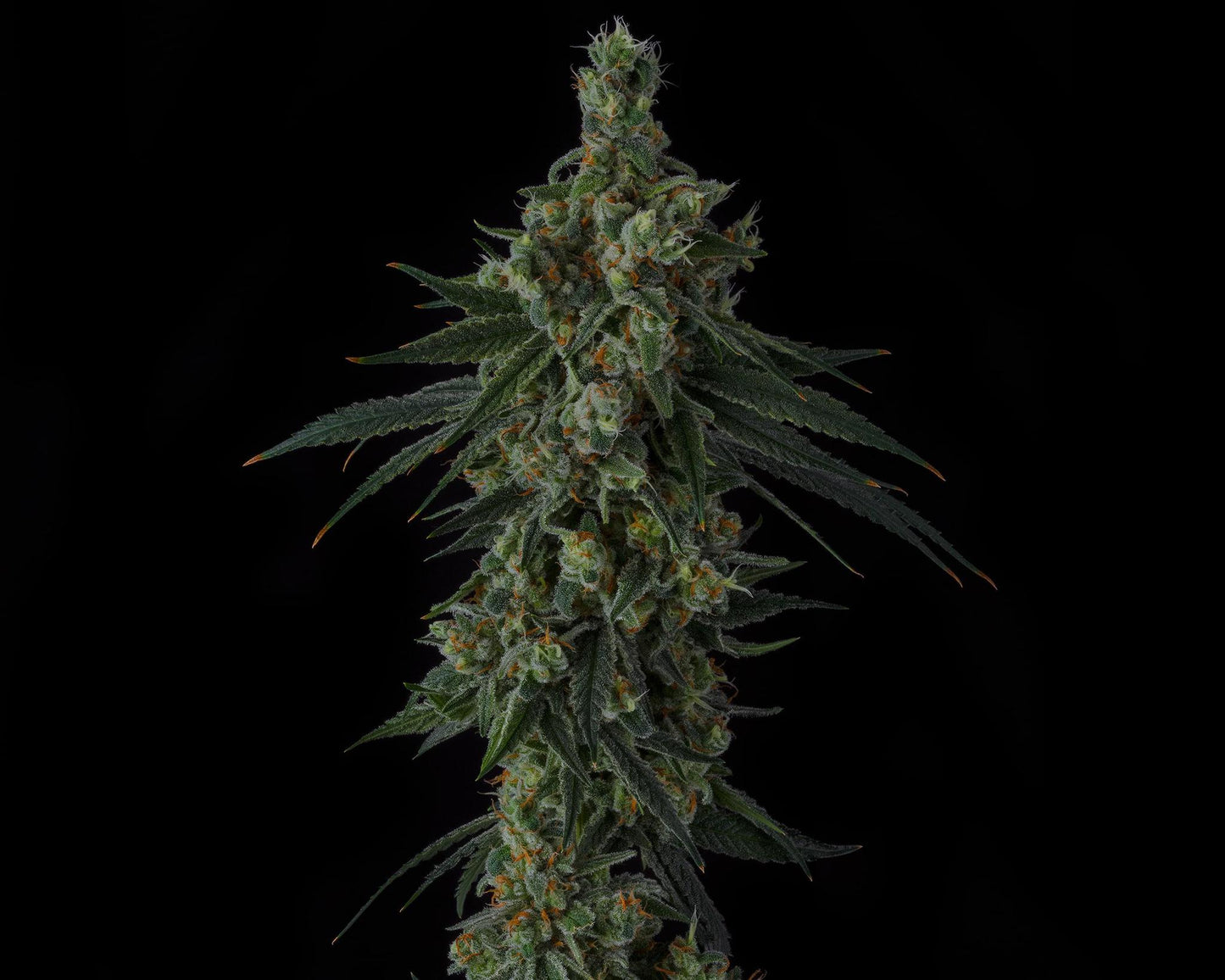 Sin City Seeds - Frozen Papaya