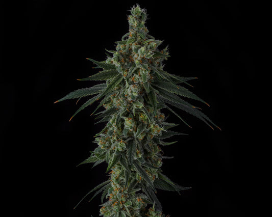 Sin City Seeds - Frozen Papaya