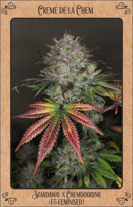 Mephisto - Creme de la Chem