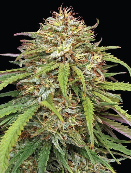 Humboldt -  Ed Rosenthal’s Super High Life