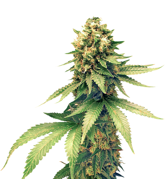 ScapeGoat Genetics - White Stripe