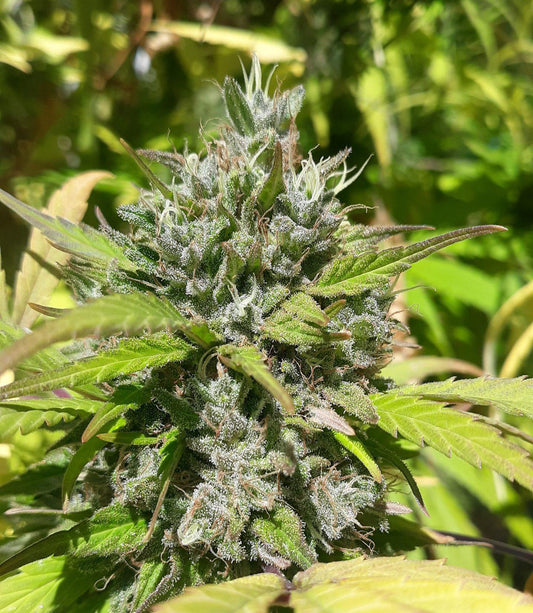 Equilibrium Genetics - High Tide CBD