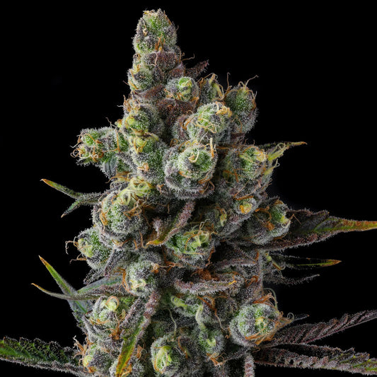 Compound Genetics - Cellar stash