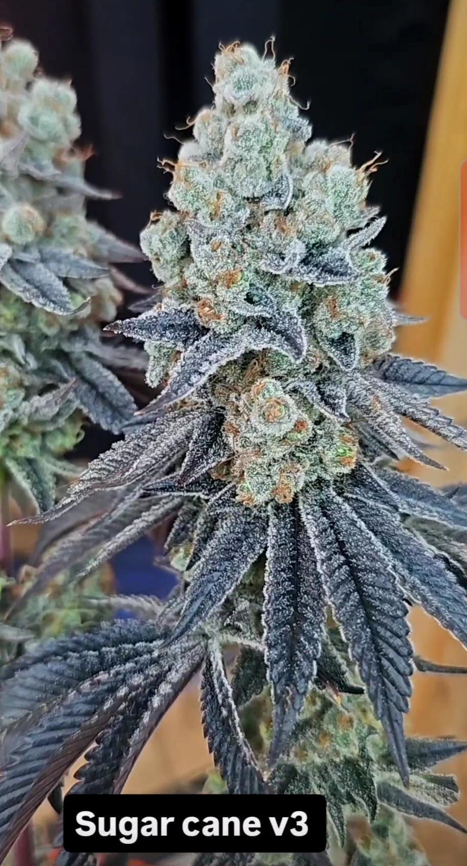 In House Genetics - Sugarcane V3