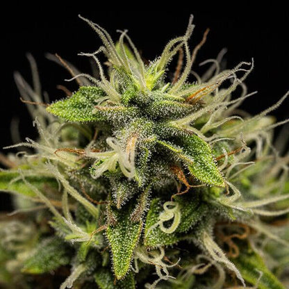 Royal Queen - Corkscrew