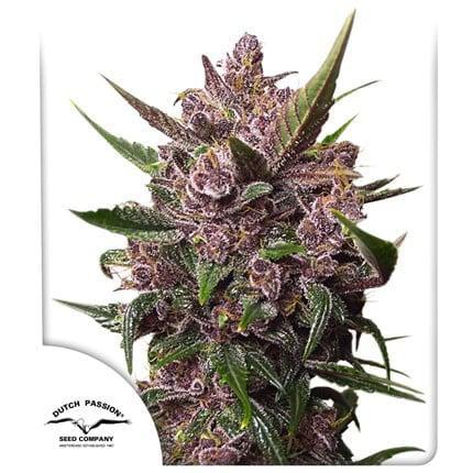 Dutch Passion - Blackberry Kush