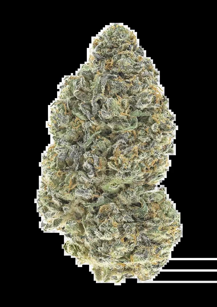 42 Fast Buds - Garlic Mint Sherbet