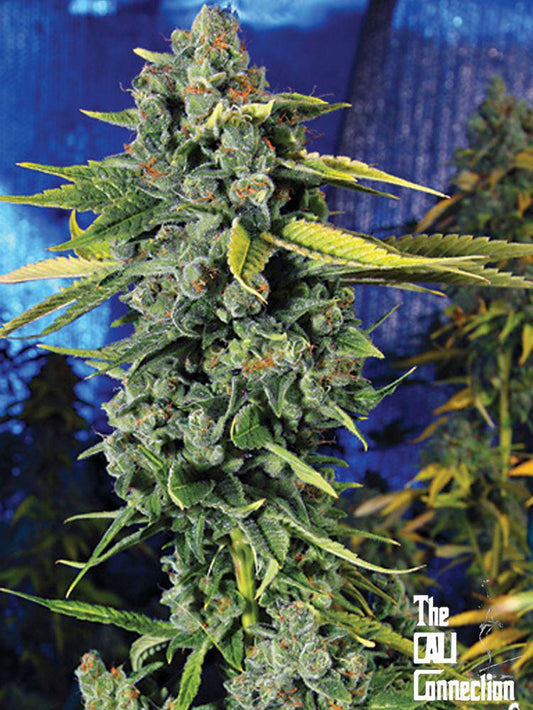 The Cali Connection -  Blue Dream Haze