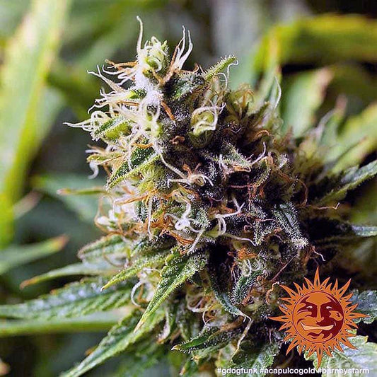 Barney's Farm - Acapulco Gold