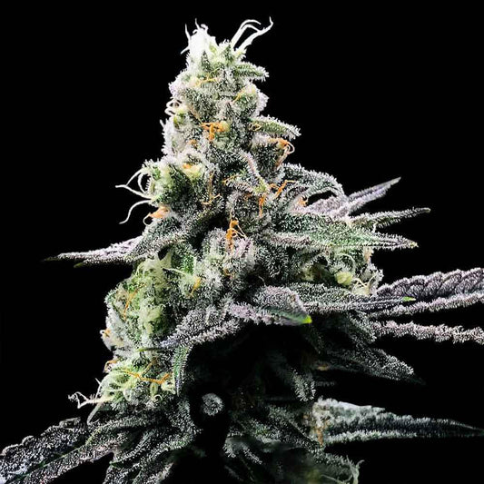 DNA Genetics - Purple Chocolope