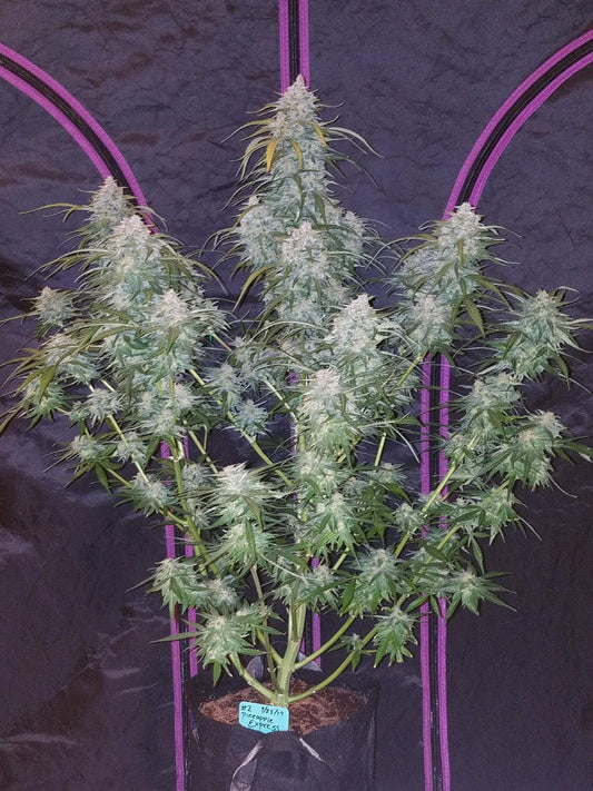 42 Fast Buds - Pineapple Express Auto