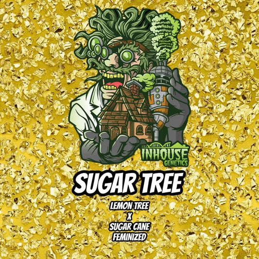 In House Genetics - Sugar Tree