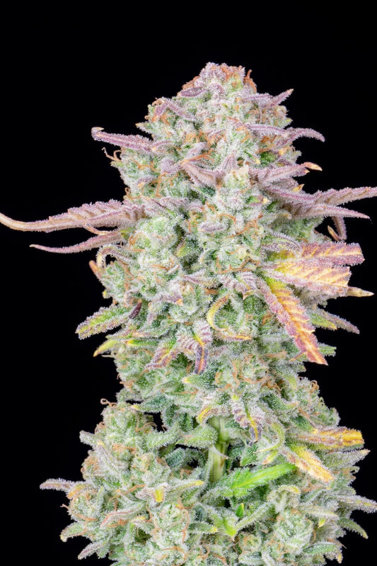 42 Fast Buds -  Trainwreck auto