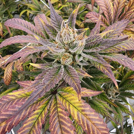 Vega Genetics - Greasy grapes